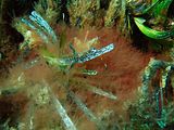 2 - Tallo in una prateria di Posidonia oceanica